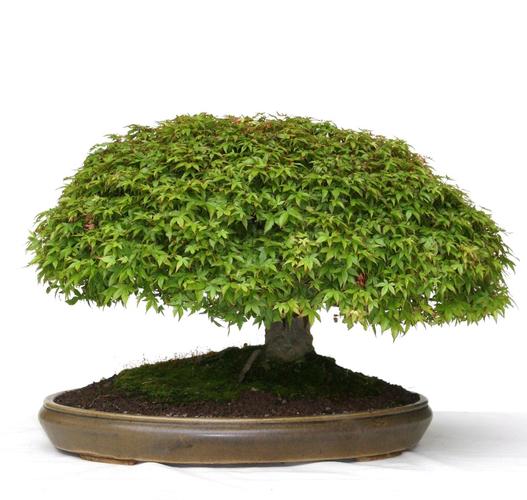 Acer palmatum 'Kijohime'