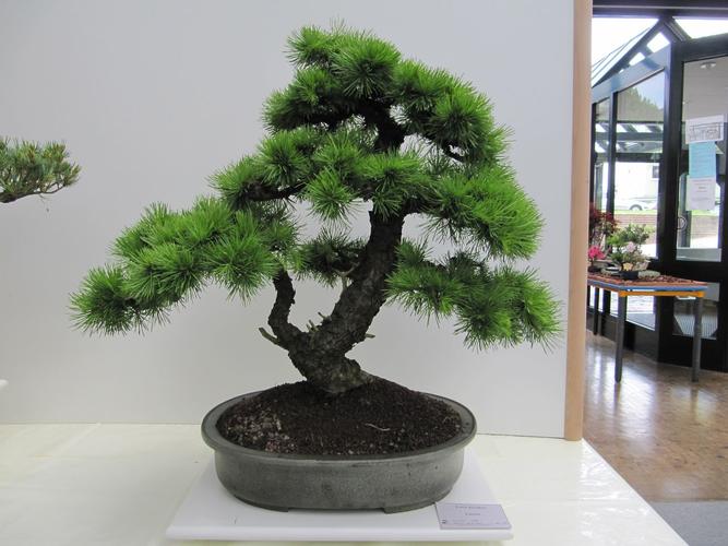 Larix decidua