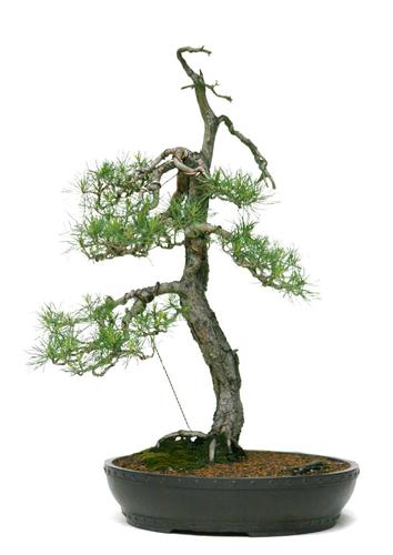 Pinus spec.