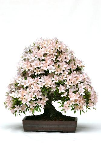 Rhododendron indicum