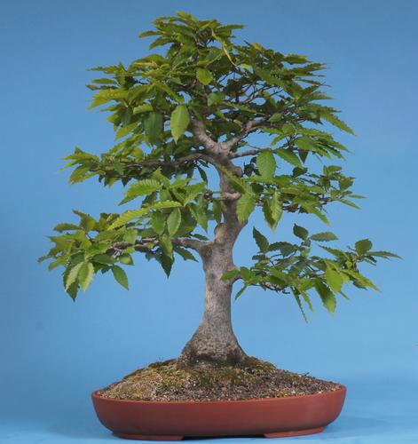 Fagus crenata