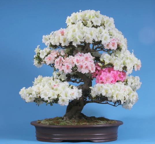 Rhododendron indicum 'Kaho'