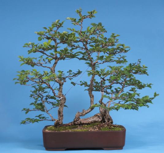 Ulmus minor