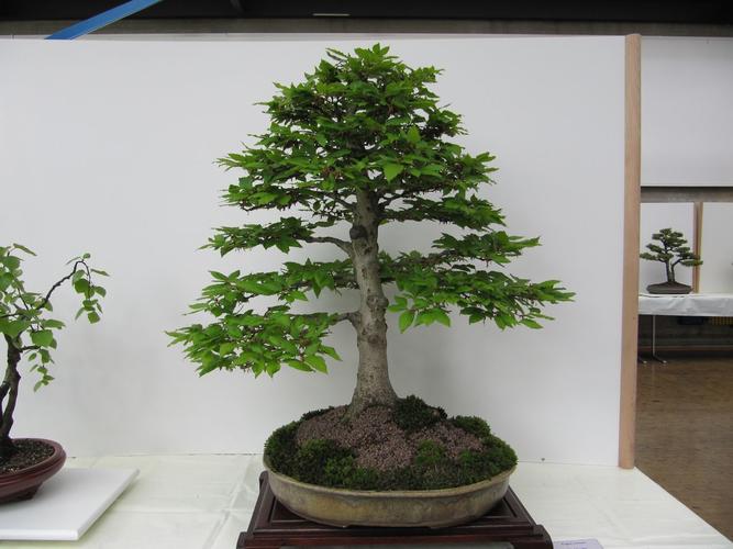 Fagus crenata