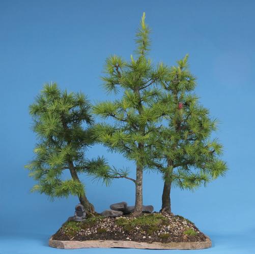 Larix spec.