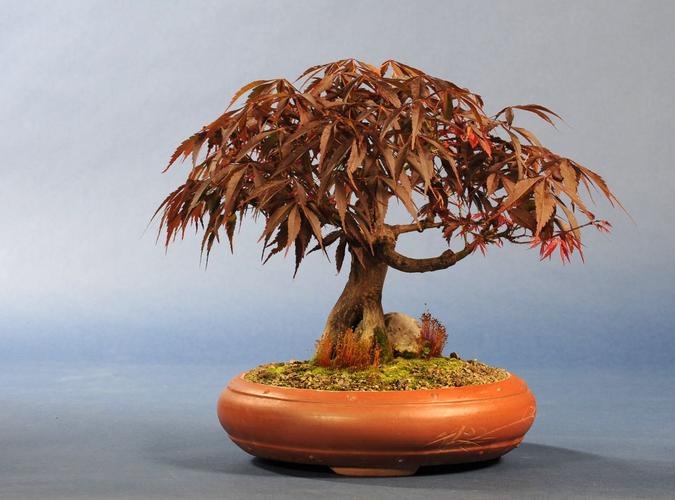 Acer spec.