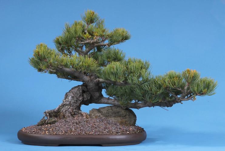 Pinus parviflora