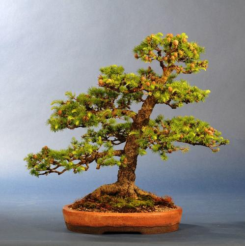 Larix spec.