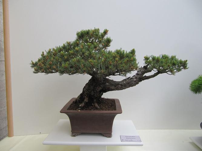 Pinus parviflora