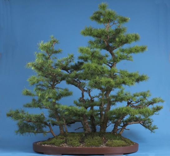 Larix spec.