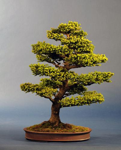 Picea jezoensis
