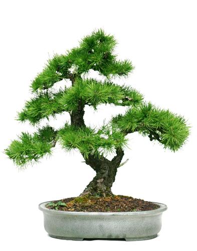 Larix spec.