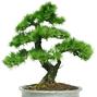 Larix spec.