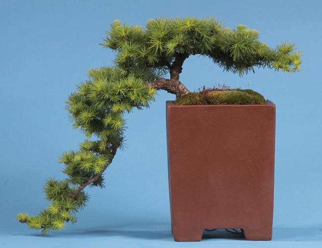 Larix kaempferi 'Blue Dwarf'