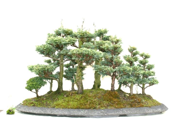 Chamaecyparis spec.