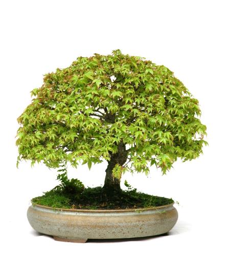Acer palmatum 'Kijohime'