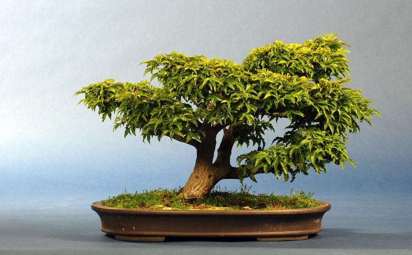 Acer palmatum 'Shisigashira'