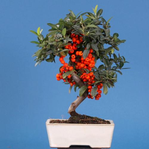 Pyracantha spec.