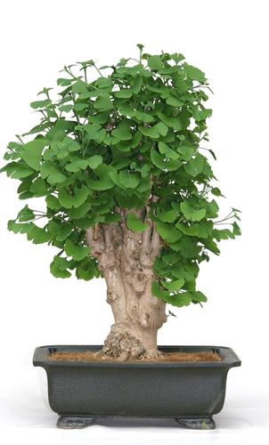 Ginkgo biloba