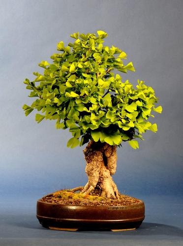 Ginkgo biloba