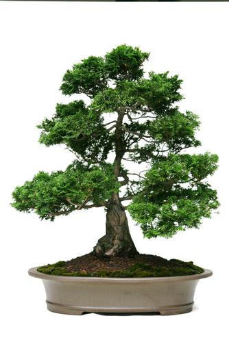 Chamaecyparis obtusa