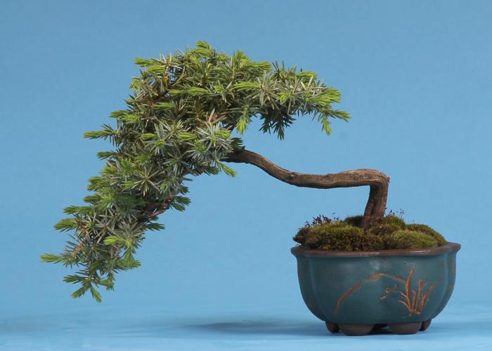 Juniperus rigida