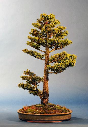 Cryptomeria japonica