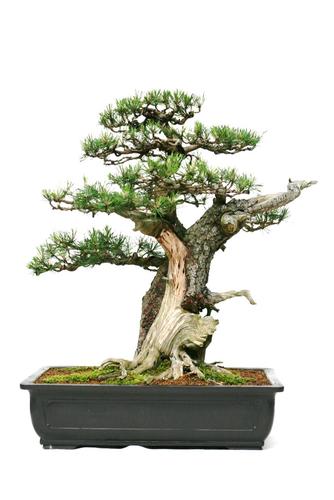 Pinus spec.