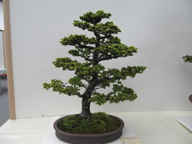 Picea jezoensis