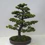 Picea jezoensis