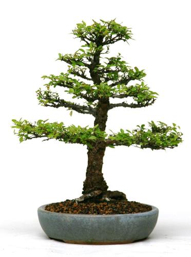 Ulmus parviflora