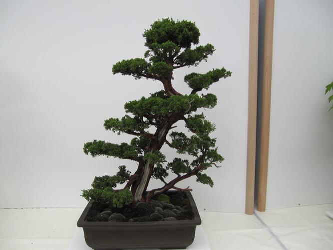 Juniperus chinensis
