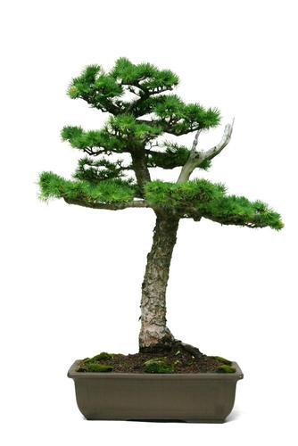 Larix spec.