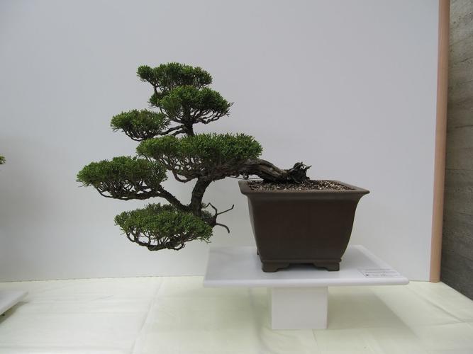 Juniperus chinensis