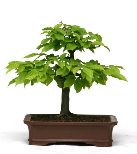 Carpinus betulus
