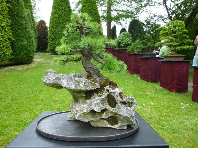 Japanischer Garten Bonn