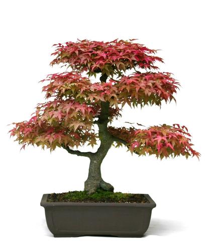 Acer palmatum 'Deshojo'