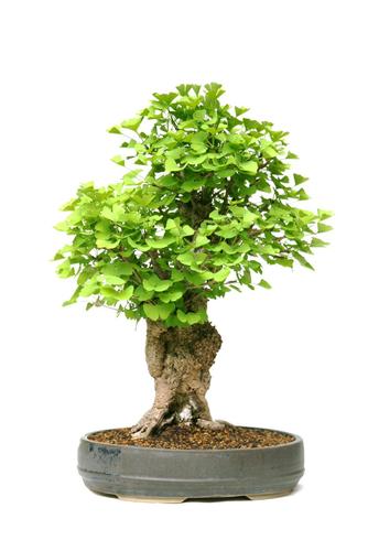 Ginkgo biloba