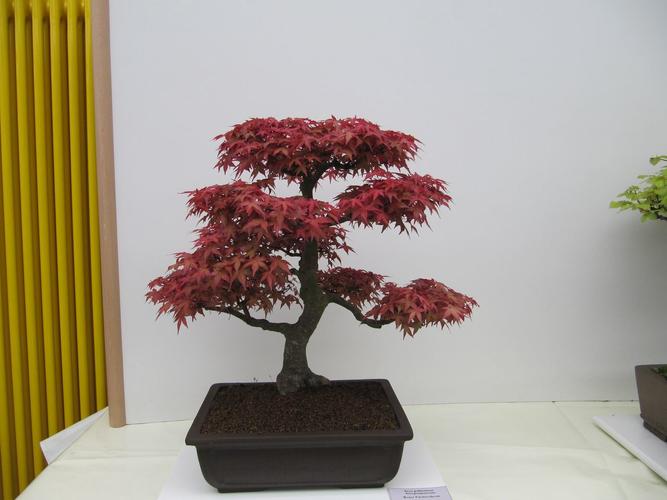Acer palmatum 'Deshojo'