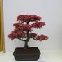 Acer palmatum 'Deshojo'