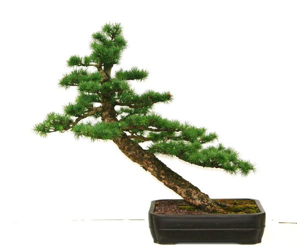 Larix spec.