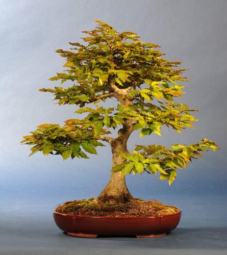 Fagus sylvatica