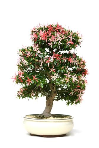 Rhododendron indicum
