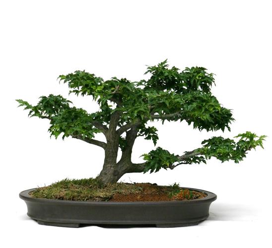 Acer palmatum 'Shishigashira'