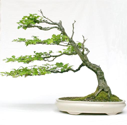 Carpinus betulus