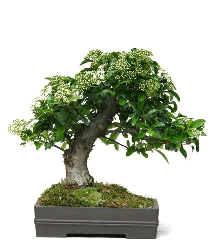 Pyracantha spec.