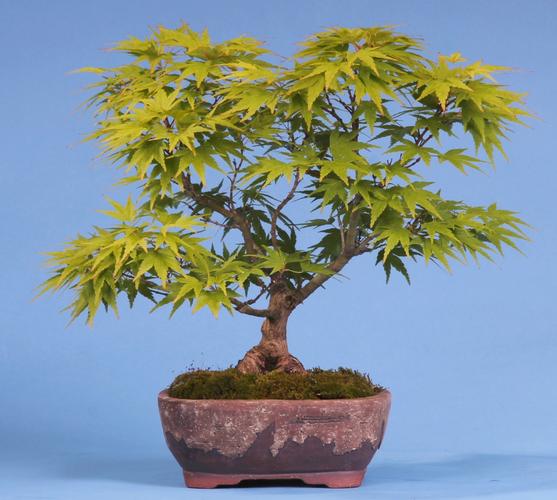 Acer palmatum 'Mikawa'
