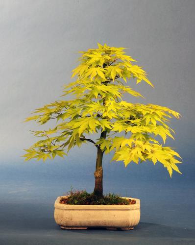 Acer spec.