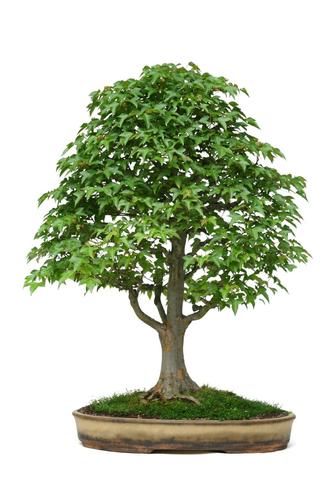 Acer buergerianum