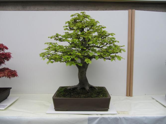 Fagus sylvatica